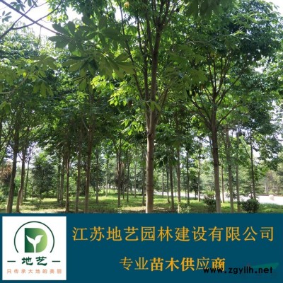 江苏月季价格 丰花月季价格 品种月季基地 江苏地艺苗圃