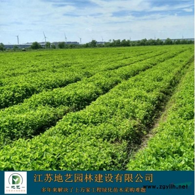 江苏小叶黄杨价格 江苏瓜子黄杨价格 江苏地艺园林苗圃