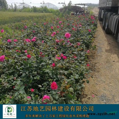 供应紫叶小檗球 江苏紫叶小檗球价格产地 江苏地艺园林苗圃基地