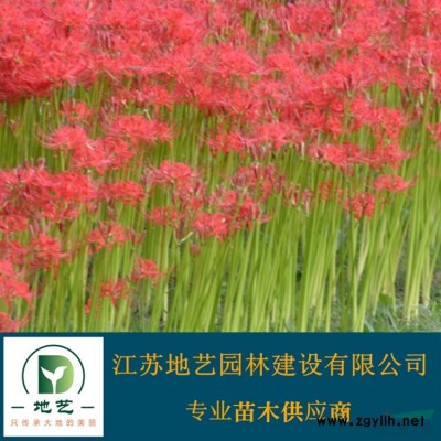 基地直销红叶石楠柱 红叶石楠柱照片 江苏红叶石楠柱产地