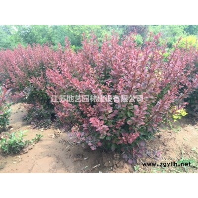 合欢价格_合欢图片_合欢产地_合欢绿化苗木苗圃基地