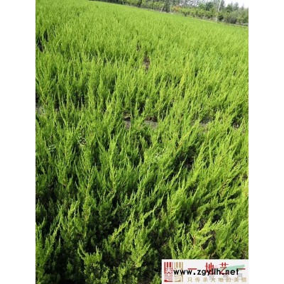 桧柏苗圃基地、桧柏产地、江苏地艺园林桧柏