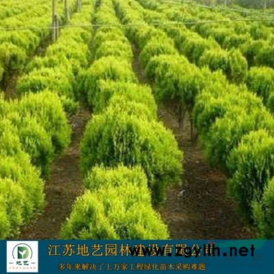 瓜子黄杨苗基地、瓜子黄杨小苗、江苏地艺园林