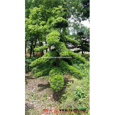 批发精品苗木造型苗木罗汉松10-12公分精品造型罗汉松