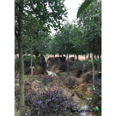 一站式购齐500棵10公分八月桂发往江苏、八月桂价格惊喜连连