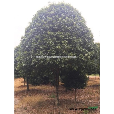 湖南大香樟生长好、移栽香樟成活质量高、湖南香樟小苗新价格