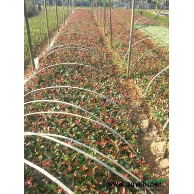 新大地供应优质好苗木湖南红花继木苗、上工程绿化小苗价格实惠多