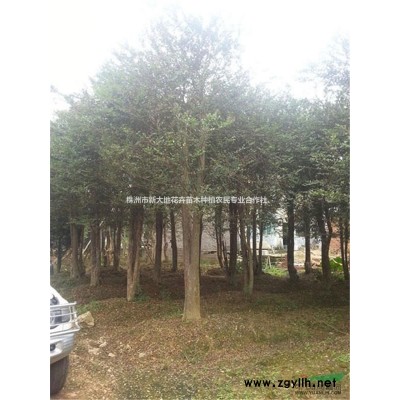 湖南杜鹃2016*新品种【杜鹃小苗价格】破冰价