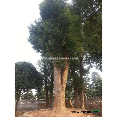 5公分茶花树价格、茶花球价格、2米茶花球价格