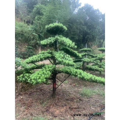 红花继木柱，红花继木柱价格，湖南红花继木柱