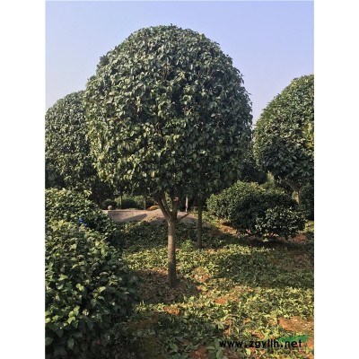 20公分紫薇，20公分紫薇价格，湖南20公分紫薇