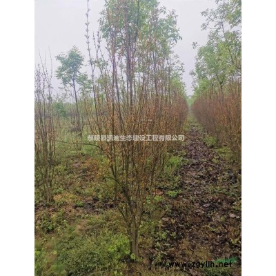 金枝槐   低杆金枝槐