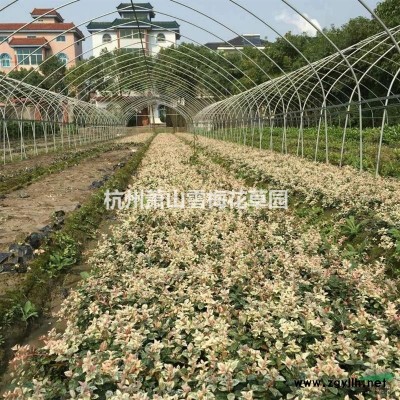 蓝羊茅120双色杯