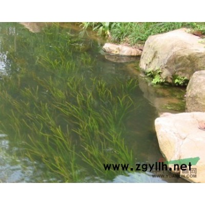 红景天120双色杯 10*12营养钵