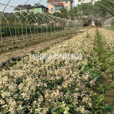 菲白竹 菲黄竹 阔叶箬竹 凤尾竹 慈孝竹