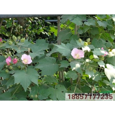 石蒜  库存500万芽