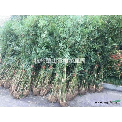 优质的旱伞草，水竹、伞草、水棕竹、风车草，浙江*低价