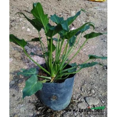 三角梅5，高度50-60公分，冠35-45公分，价格8元图片\三角梅5，高度50-60公分，冠35-45公分，价格8元报价