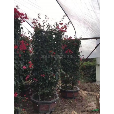 福建鸭脚木幼苗2