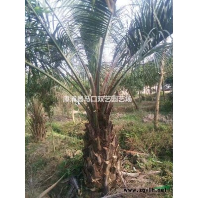 福建散尾葵*新报价/散尾葵图片