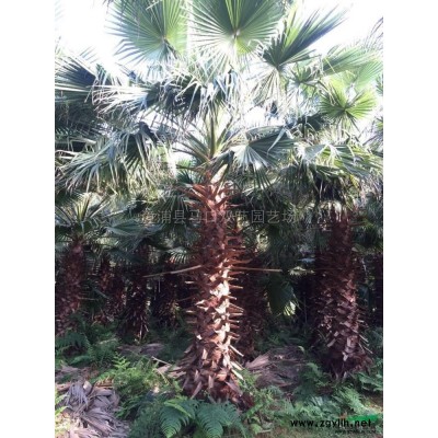 福建加拿利海枣4介绍