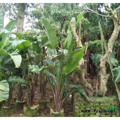 加拿利海枣2*新价格/加拿利海枣2报价