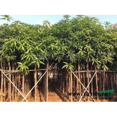 福建黄金香柳（黄金宝树、千层金）3介绍