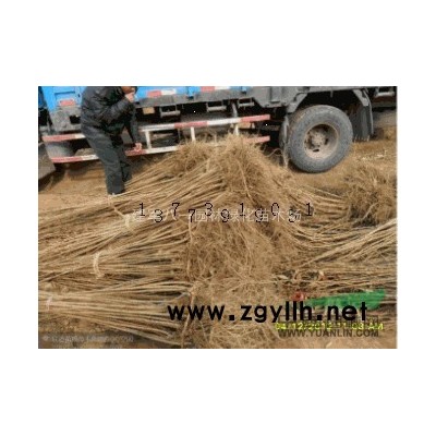 江苏供应造型松6公分8公分10公分12公分15公分20公分