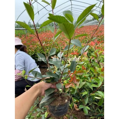 供应大叶女贞苗/价格