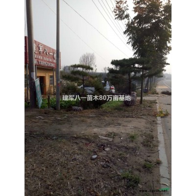 江苏紫叶桃信息批发价格图片