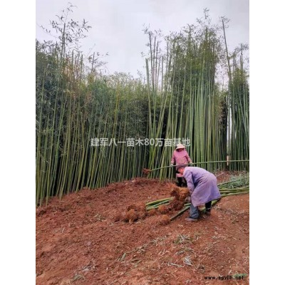 江苏小叶黄杨球信息