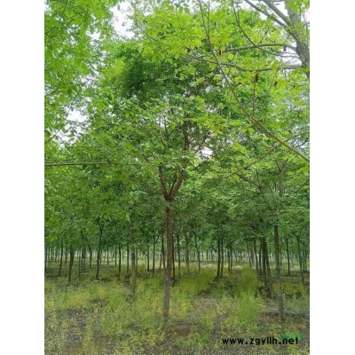 车梁木毛涞  4公分5公分6公分