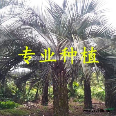 造型小叶榕桩头 造型小叶榕桩头 吊根造型小叶榕桩头