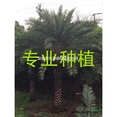 老人葵图片  老人葵价格  老人葵报价