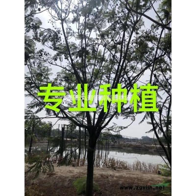 福建造型继木桩价格 福建造型继木盆景报价