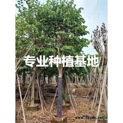 福建造型提根榕树桩价格 福建造型提根小叶榕