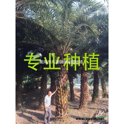 紫薇价格 紫薇桩价格 紫薇树桩 紫薇盆景