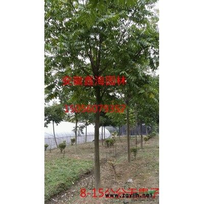 安徽低价供应土石楠
