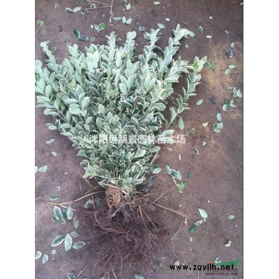 新疆忍冬基地 红花忍冬一株多少钱