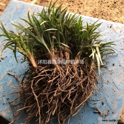 迎春花小苗 迎春树苗一株多少钱