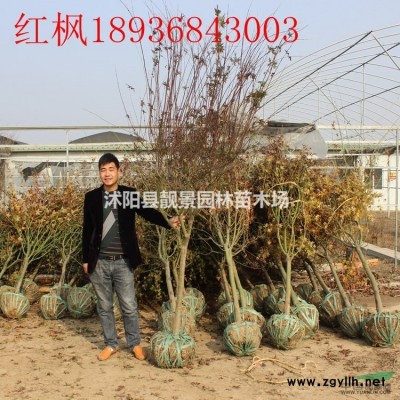 卫矛/胶东卫矛基地 小叶卫矛一棵多少钱