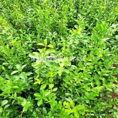 树状月季基地 月季花树一棵多少钱