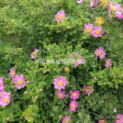 金边黄杨苗批发 金边黄杨常青灌木 自己苗圃 欢迎实地参观