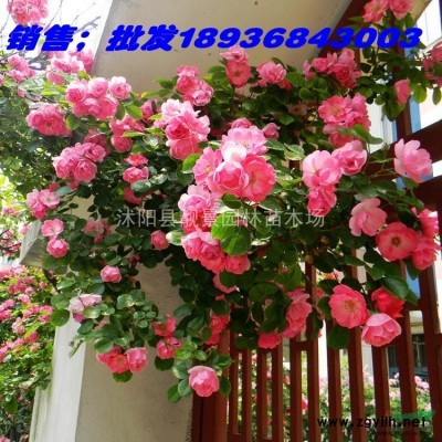 平枝栒子供应 铺地蜈蚣花灌木 自己苗圃 欢迎实地看苗