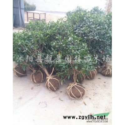 金叶女贞供应 金叶女贞常绿灌木 自己苗圃 欢迎实地参观