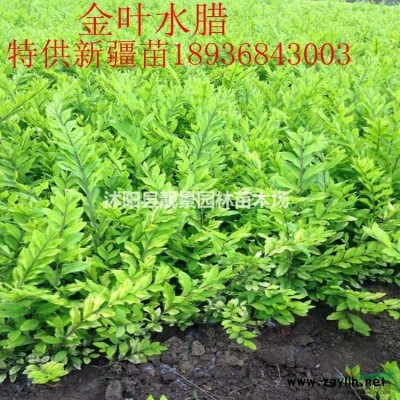 火棘盆栽苗 火棘盆景造型 火棘地栽苗 庭院花卉