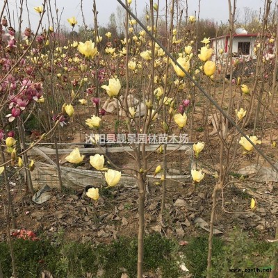 江苏日本矮麦冬草