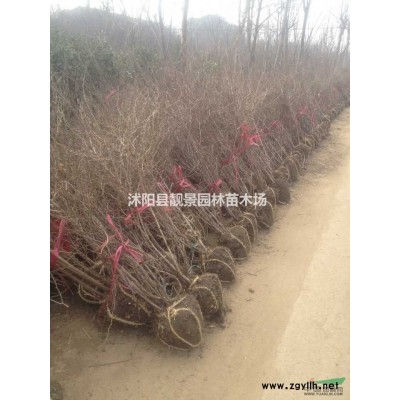 黄竹子基地 金镶玉竹2公分粗 庭院观赏竹子苗圃