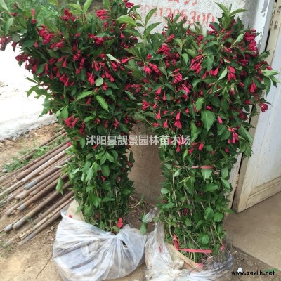 扶芳藤小苗 小叶扶芳藤护坡绿化 爬行卫矛护坡植物