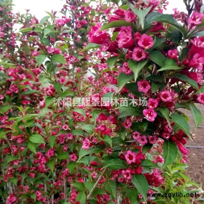 枣树小苗 嫁接枣树种植苗圃 大枣一棵快递发货